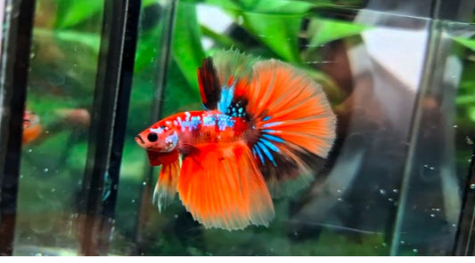 Halfmoon Male - BHS50216