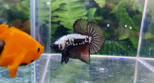 Black Samurai HMPK Male - BH26908