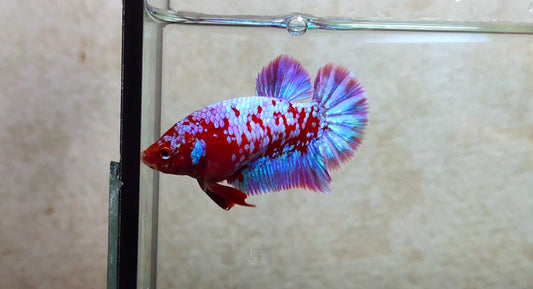 Purple Galaxy HMPK (Junior Giant) Female - BIF40224f