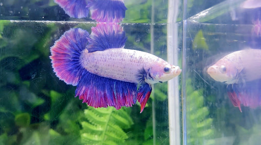 Giant Junior Purple Dumbo Ear HMPK Male - BGB46006