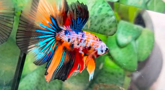 Halfmoon Male - BHS50234
