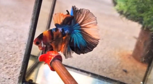 Halfmoon Male - BHS50236