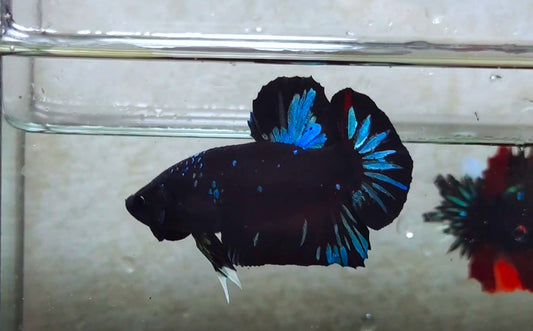 Black Star Avatar HMPK (Male) -BIF20211