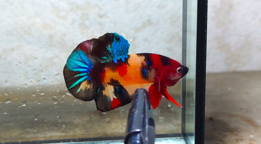 Multicolor HMPK (Male) -BIF20208