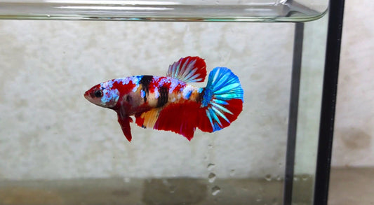 Multicolor HMPK (Female) - BIF20205f
