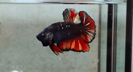 Giant Black Variant HMPK Male - BIF40208