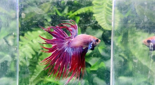 Crown Tail Male - BCT69906