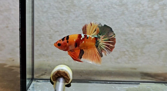 Multicolor HMPK (Male) -BIF20217
