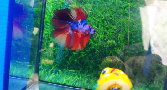 Halfmoon Male - BHM59015