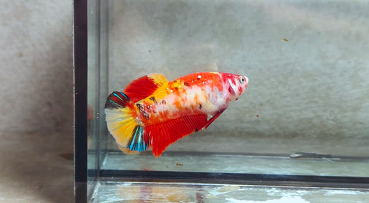 Giant Multicolor HMPK (Female) BIF40214f
