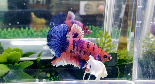 Giant Junior Super Dumbo Ear HMPK Male - BGB46002