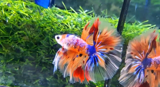 Halfmoon Male - BHS50210