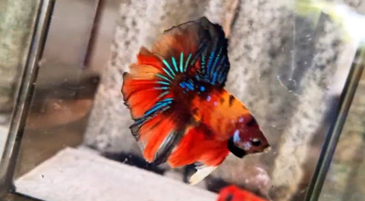 Halfmoon Male - BHS50201