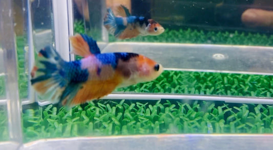 Multicolor HMPK Female - BH25915F