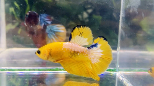 Yellow Hellboy Male - BH26905