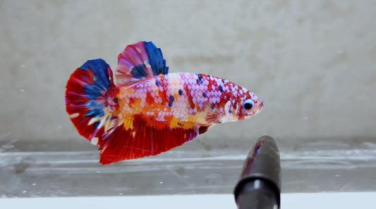 Multicolor HMPK Male -BH21109