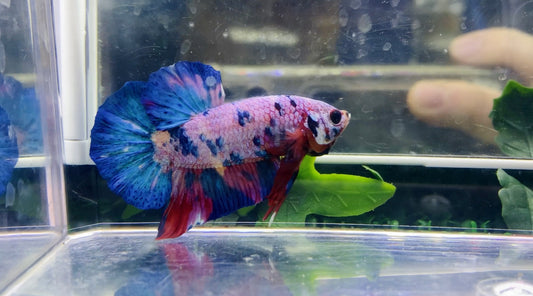Galaxy Multicolor HMPK Male - BH26901
