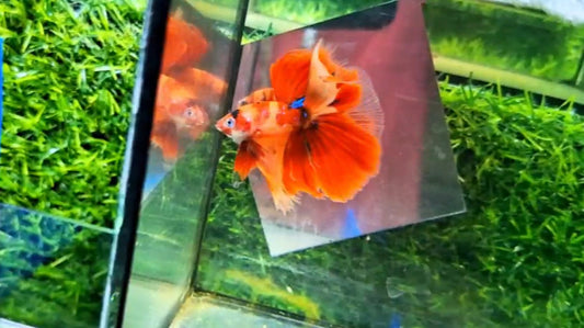 Halfmoon Male - BHM59011