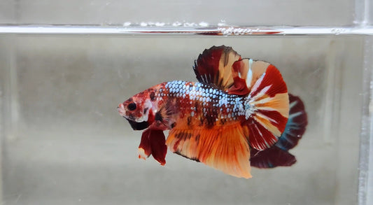 Multicolor HMPK Male (unique)-BH21127