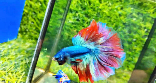 Halfmoon Male - BHM59014