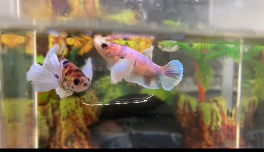 Multicolor Super Dumbo Ear HMPK Female - BHB25311