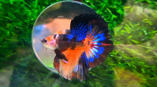 Halfmoon Male - BHS50221
