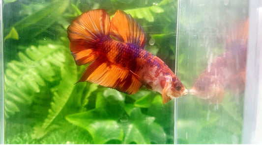Giant Multicolor HMPK Male BGB49901