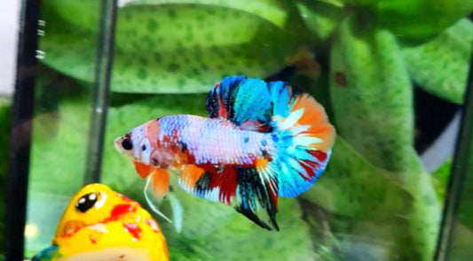Multicolor Metallic HMPK Male - BH26001