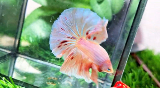 Halfmoon Male - BHS50233