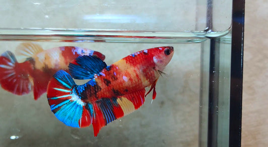 Giant Multicolor HMPK (Female) BIF40216f