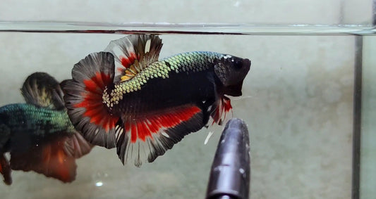 Giant Black Variant HMPK Male - BIF40205