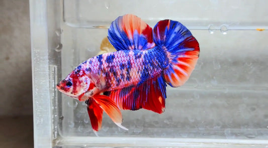 Giant Multicolor HMPK Male - BGB41114