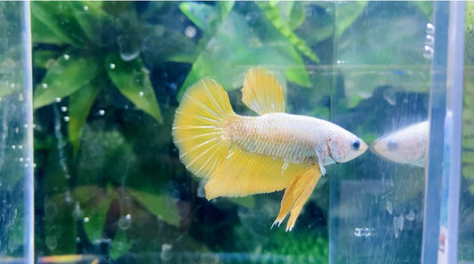 Yellow Fancy HMPK Male - BH26909