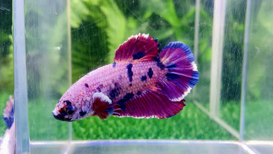 Giant Junior Purple Dumbo Ear HMPK Male - BGB46005