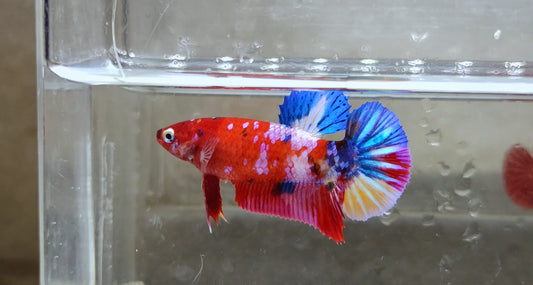 Giant Multicolor HMPK Female BGB40105f
