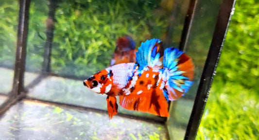 Multicolor HMPK Male - BH59002