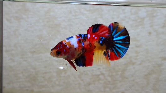 Multicolor HMPK (Junior Giant) Female - BIF40218f