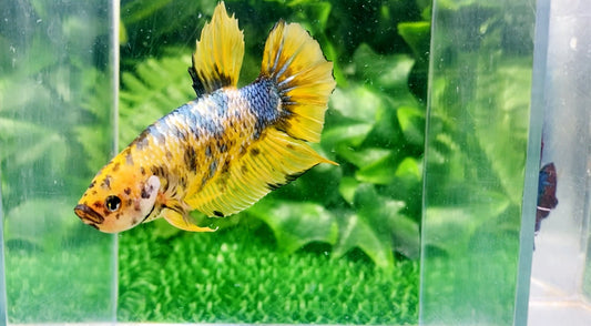 Giant Yellow Base HMPK Male BGB49904