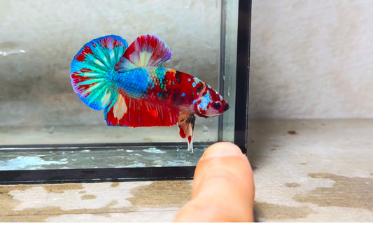 Multicolor HMPK (Male) -BIF20202