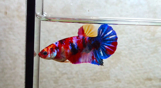 Multicolor HMPK (Junior Giant) Female - BIF40221f