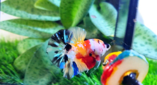 Multicolor Metallic HMPK Male - BH26003
