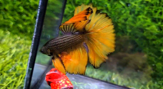 Halfmoon Male - BHS50224