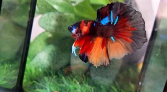 Halfmoon Male - BHS50226