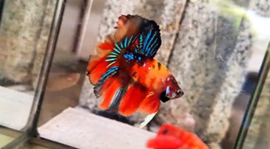 Halfmoon Male - BHS50237