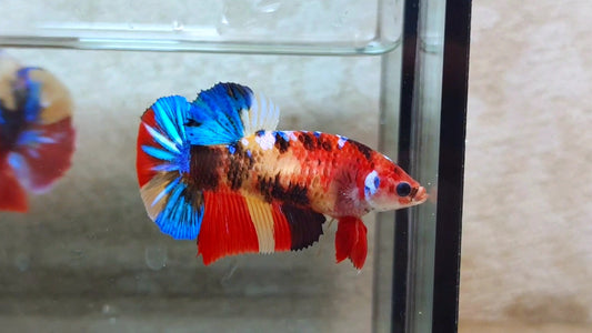 Multicolor HMPK (Junior Giant) Female - BIF40219f