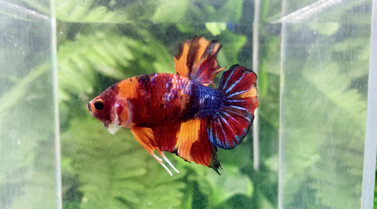 Metallic Multicolor HMPK Male - BH26914