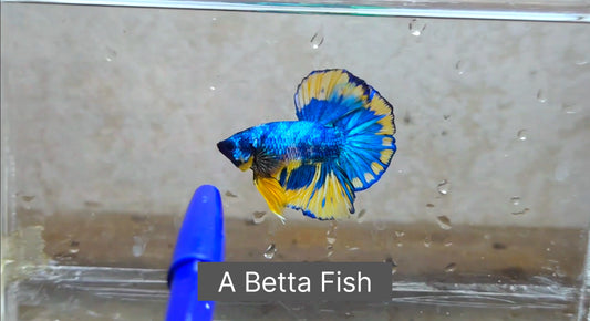 Multicolor HMPK (Male) -BIF20209