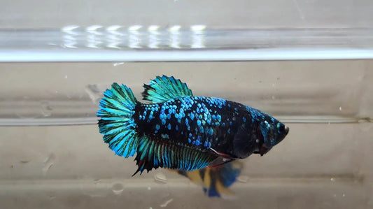 Avatar HMPK Female - BH21119f
