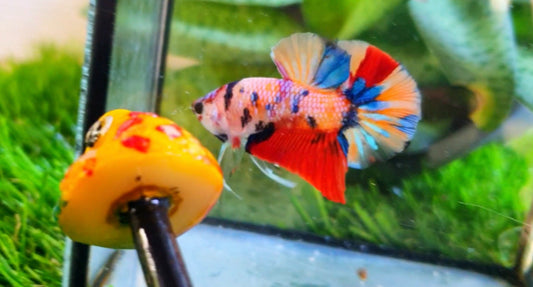Multicolor Metallic HMPK Male - BH26002