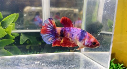 Multicolor HMPK Female - BH25916F